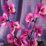 Orchidea 108