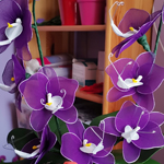 Orchidea 111