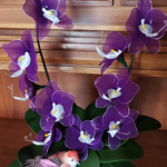 Orchidea 112